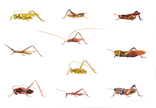Crickets-7.jpg